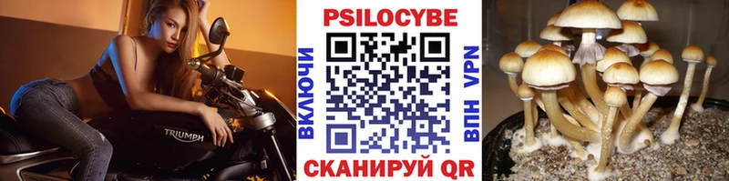 Галлюциногенные грибы Cubensis  Купить  Курильск 